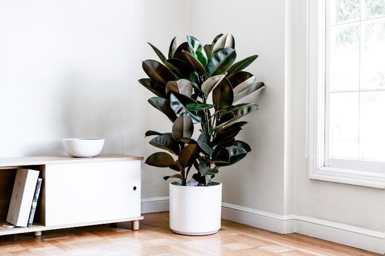 rubber tree indoor plant