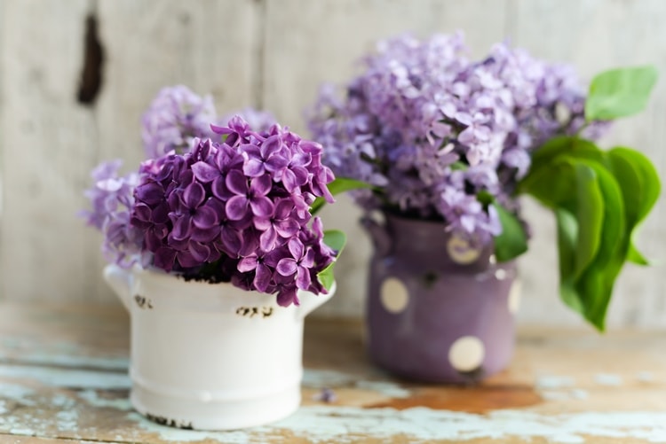 Decorating with Houseplants: colorful flowers
