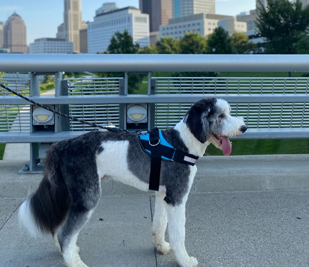 dog walking harness