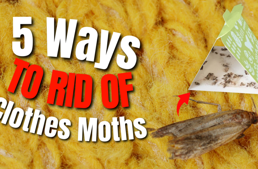5 Ways To Get Rid Of Clothes Moths Infestations: What Are Clothes Moths?
