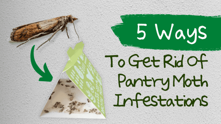 5 Ways To Get Rid Of Pantry Moth Infestations: What Are Pantry Moths?