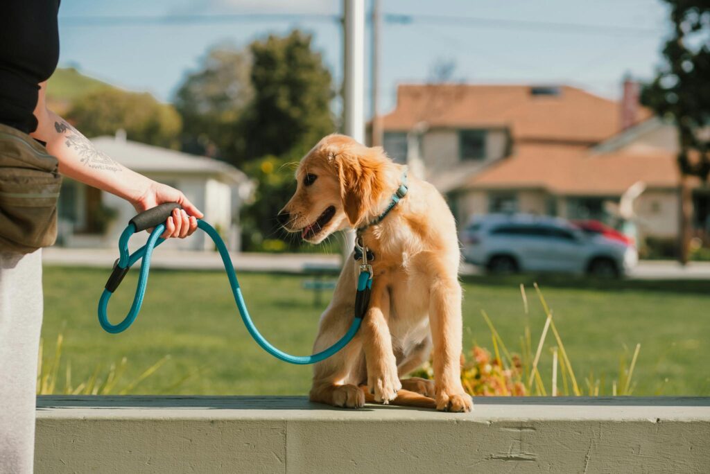 A golden retriever puppy on a blue leash outdoors, sitting on a wall in a sunny park.